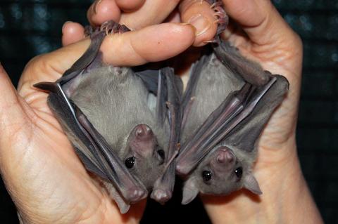 Fruit Bats