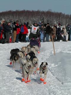 a photo of Karen Land being pulled on a sled by a team of sled dogs. 